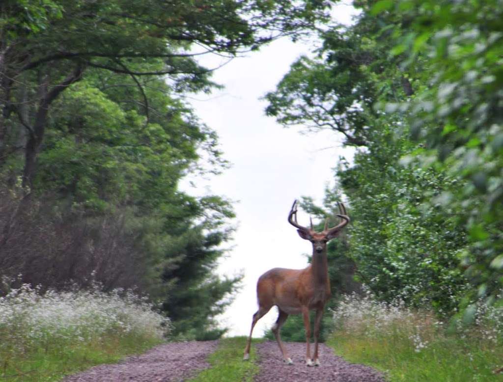 Pinchot State Forest | Pennsylvania