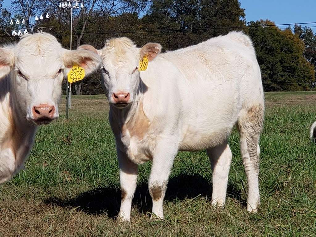 ABC Charolais | 2649 SC-161, York, SC 29745, USA | Phone: (803) 242-7293