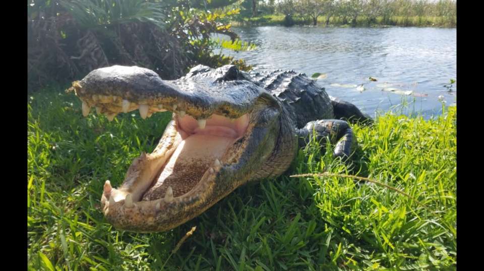 Macks Fish Camp - Gladesmen Airboat Tours | Danell Ln, Miramar, FL 33029, USA | Phone: (954) 536-7400