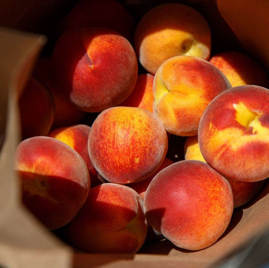 Pomeroy Peaches, Cherry, Apricots Farm Pick up ($2.50) | 1600 Eureka Ave, Brentwood, CA 94513, USA | Phone: (925) 350-9903