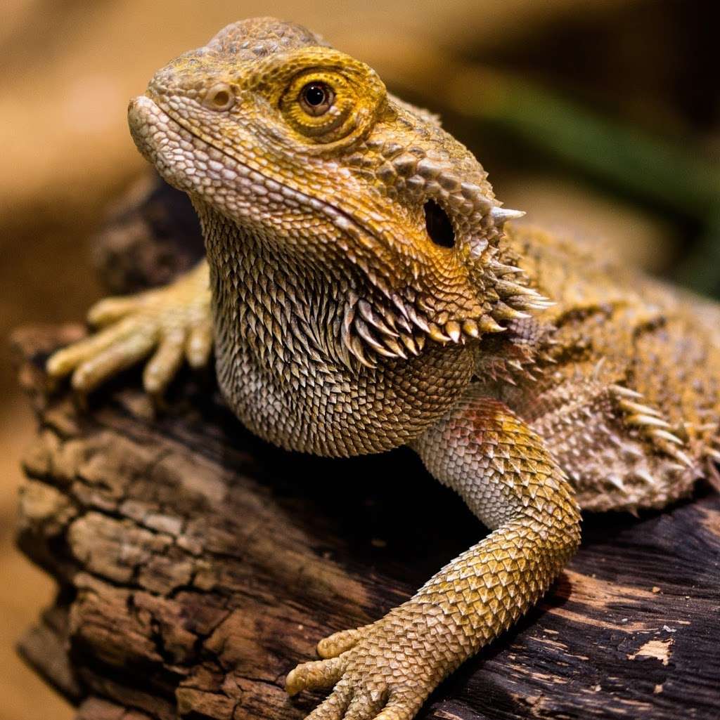 Everything Reptile | 1147 Smithbridge Rd, Chadds Ford, PA 19317, USA | Phone: (610) 459-9864