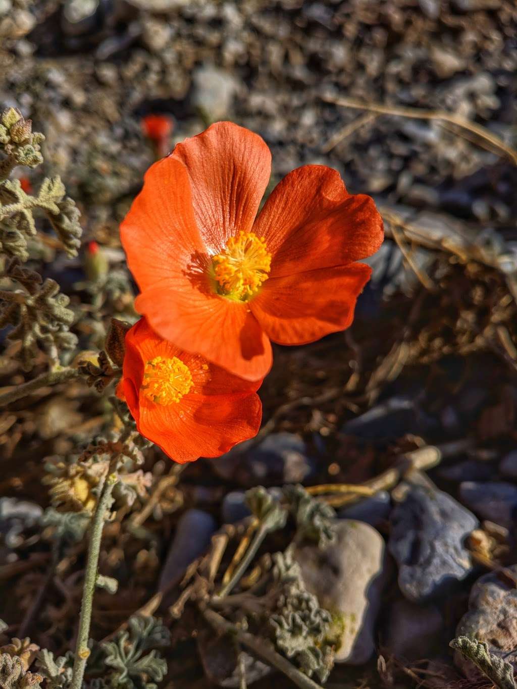 The Slots (Lower Kyle Canyon) | Unnamed Road, Mt Charleston, NV 89124