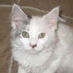 Mary Lambs Maine Coon Cattery | Box 663, Kresgeville, PA 18333, USA | Phone: (610) 681-6664