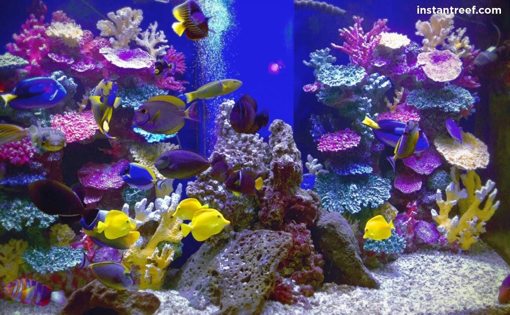 Instant Reef Aquarium Decorations | 2031 Appaloosa Dr, Sunland Park, NM 88063, USA | Phone: (866) 272-4378