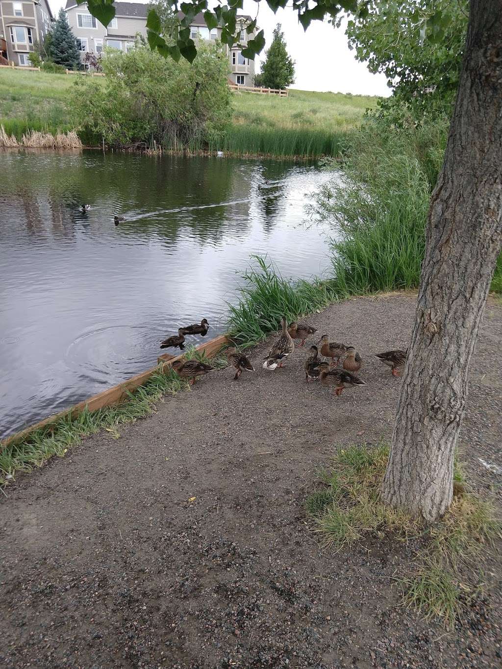 The Duck Pond | Unnamed Road, Highlands Ranch, CO 80130, USA