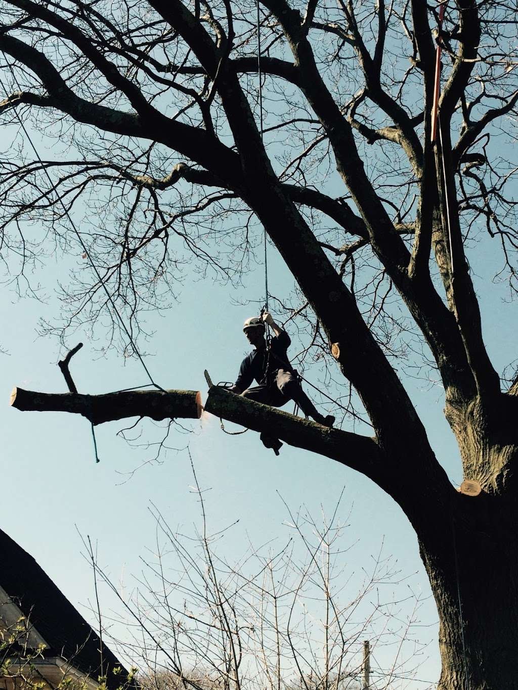 Monkey Business Tree Care LLC - Arborist, Tree Removal Service,  | 35 Kinney Ct, Stoughton, MA 02072 | Phone: (781) 202-9322