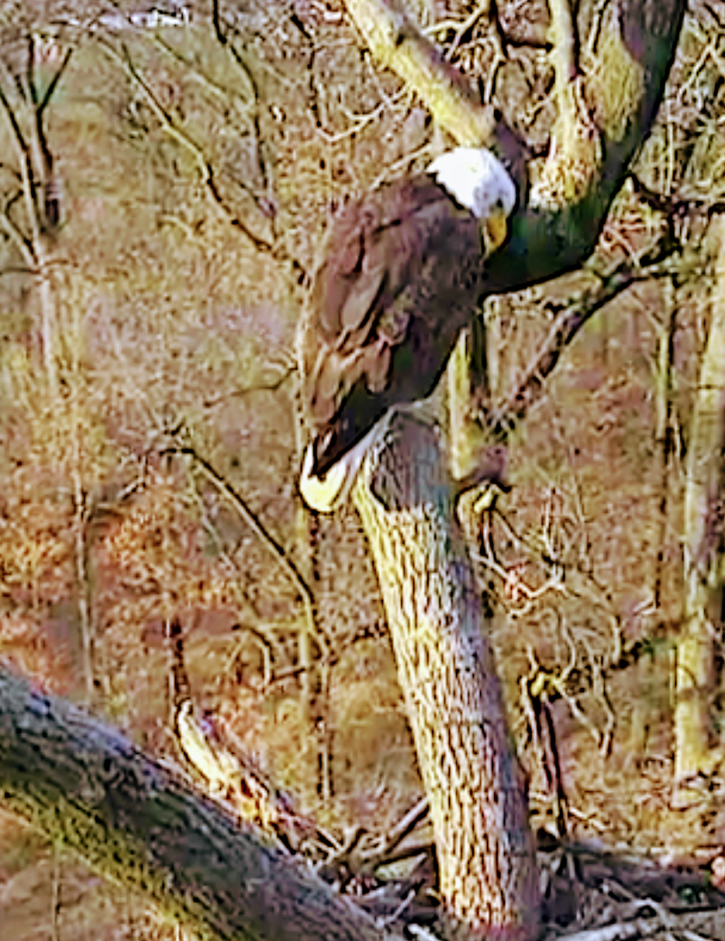 DC Eagles nest | Washington, DC 20002, USA
