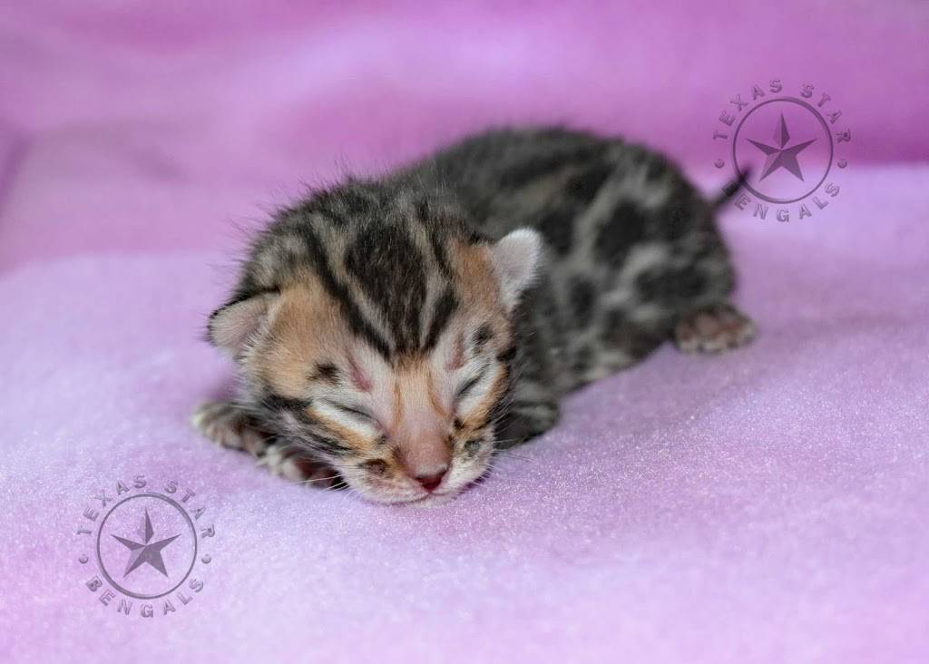 Texas Star Bengals | Lavon, TX 75166, USA | Phone: (214) 552-0901