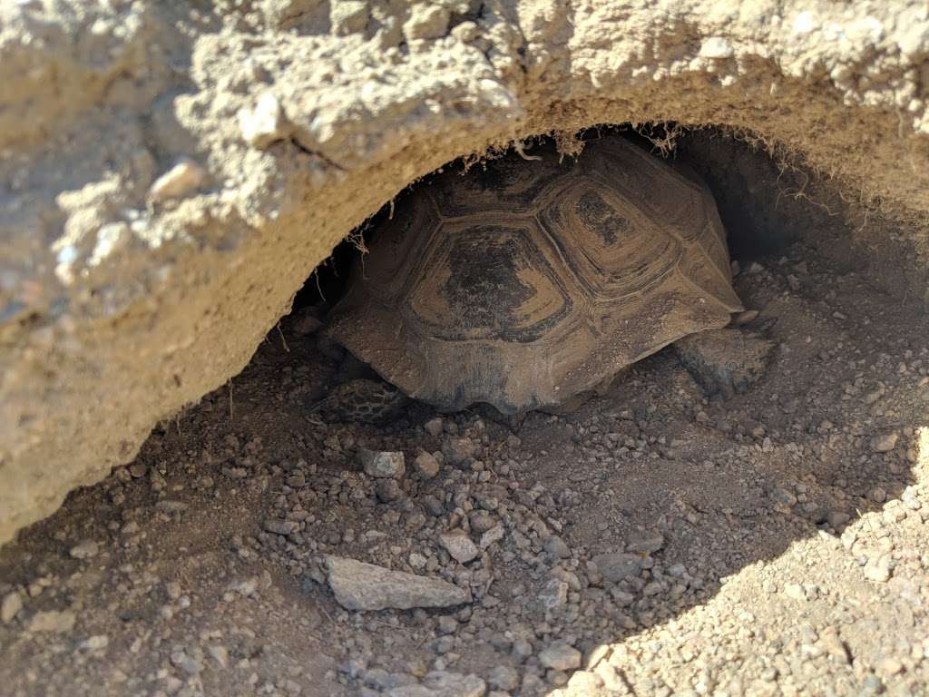 Desert Tortoise Natural Area | California City, CA 93505, USA | Phone: (951) 683-3872