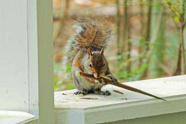 Canton Wildlife Removal | 28 Waterfall Dr unit m, Canton, MA 02021 | Phone: (774) 204-1776