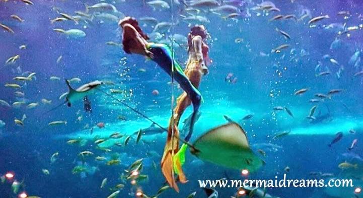 mermaidreams | 1075 93rd St, Bay Harbor Islands, FL 33154, USA | Phone: (305) 303-7296