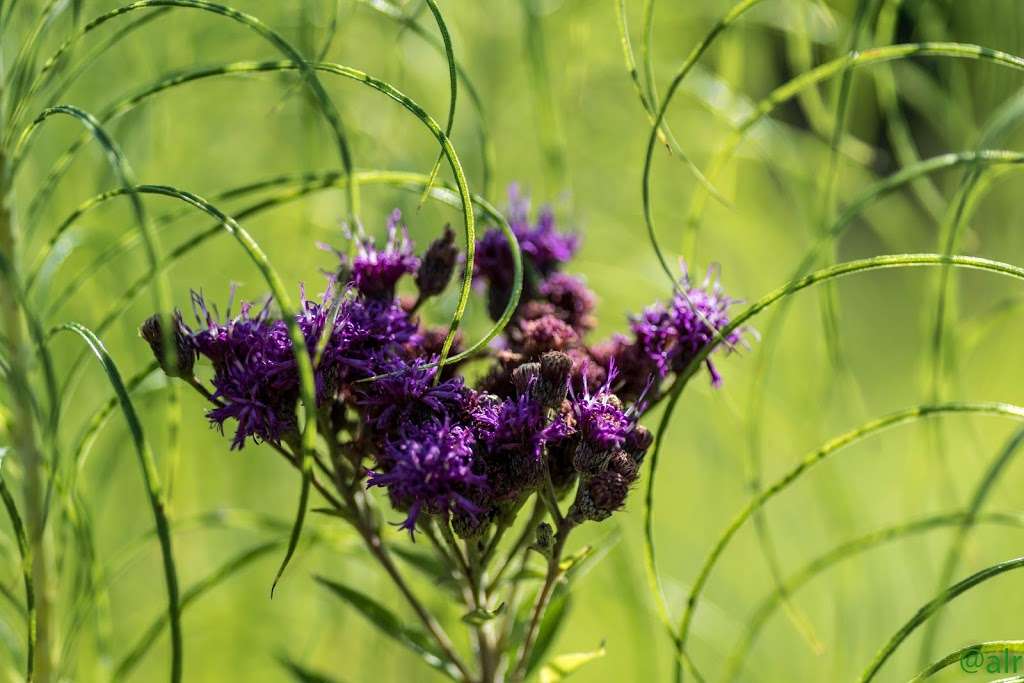 Jerry Smith Park - Trail Head | 13700 Prospect Ave, Kansas City, MO 64146