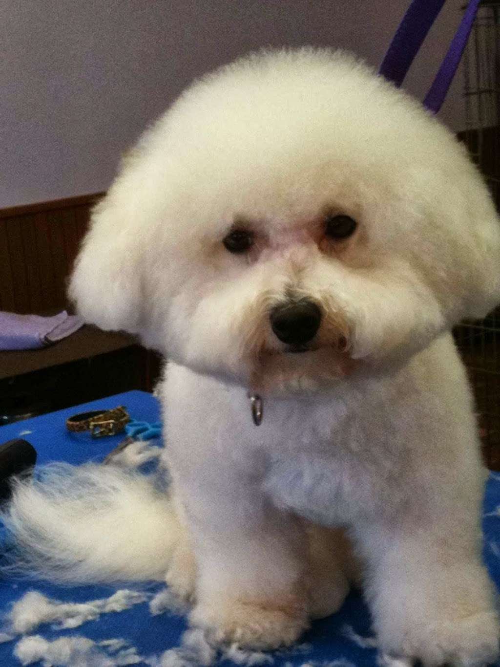 Scissors & Suds Pet Grooming | 1031 Patricia #112, San Antonio, TX 78213, USA | Phone: (210) 340-2294