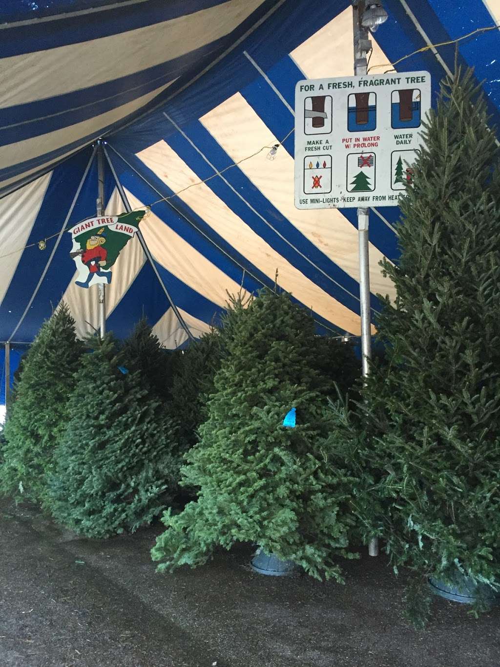 Tree Towne Christmas Trees | 2635 FL-7, Wellington, FL 33414, USA | Phone: (561) 727-4114