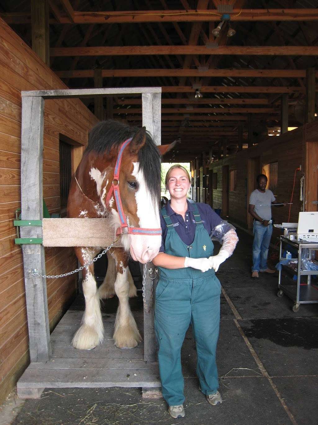 McGee Equine Clinic | 176 North End Rd, Townsend, MA 01469, USA | Phone: (978) 302-7983