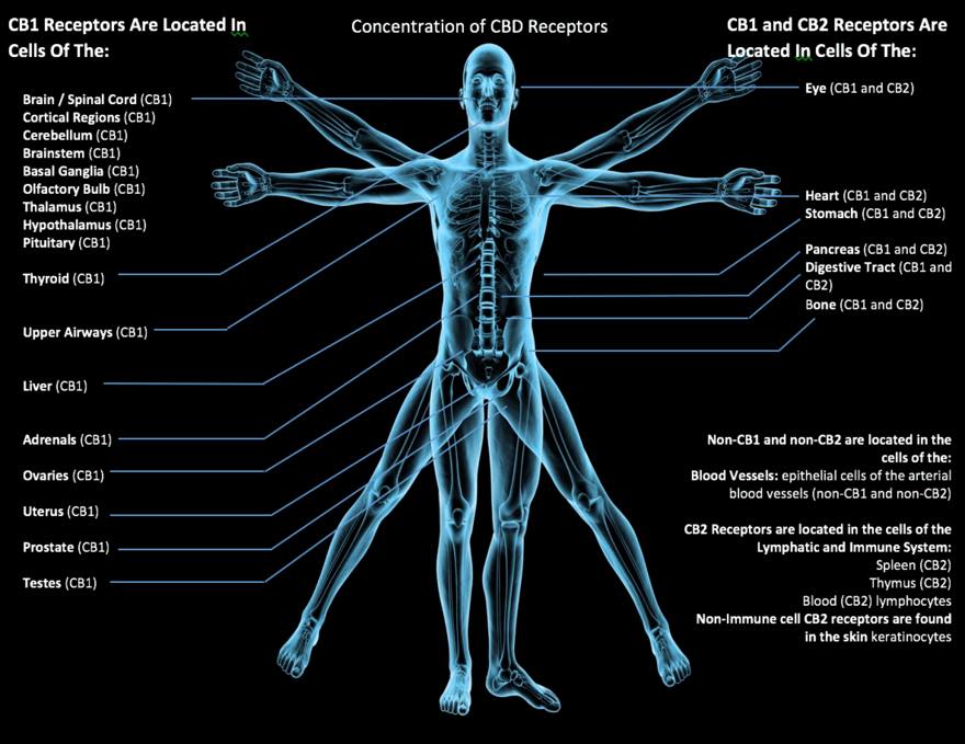 CBD American Shaman Broken Arrow | 22428 East 71st St S STE B, Broken Arrow, OK 74014, USA | Phone: (918) 279-6045