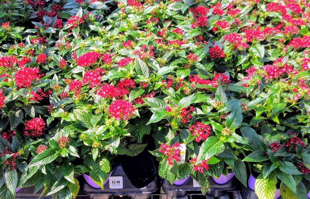 Garden Center at The Home Depot | 1651 S Poinciana Blvd, Kissimmee, FL 34758, USA | Phone: (407) 932-2196