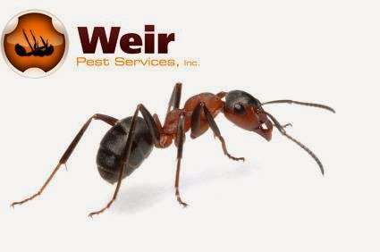 Weir Pest Services | 771 Old Donaldson Ave, Severn, MD 21144, USA | Phone: (410) 551-1178