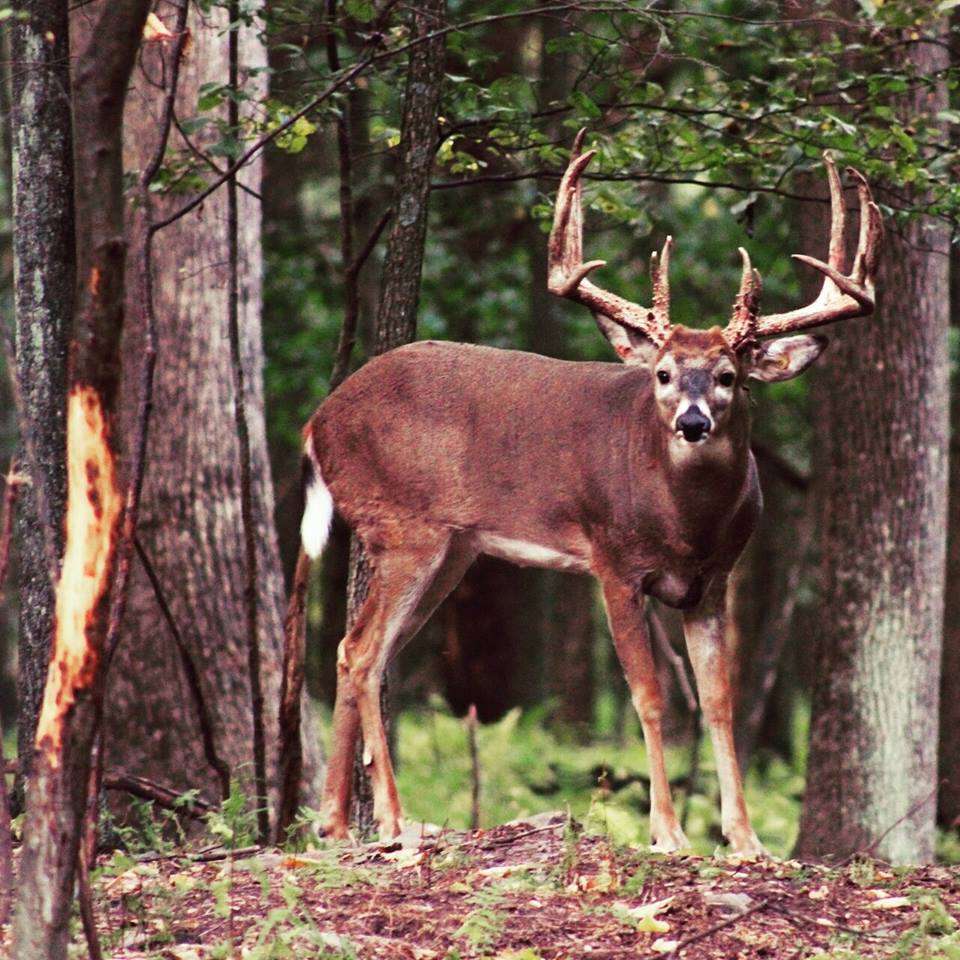 Woodland Whitetails LLC | 38 Drumheller Ln, Nescopeck, PA 18635, United States | Phone: (570) 752-6907