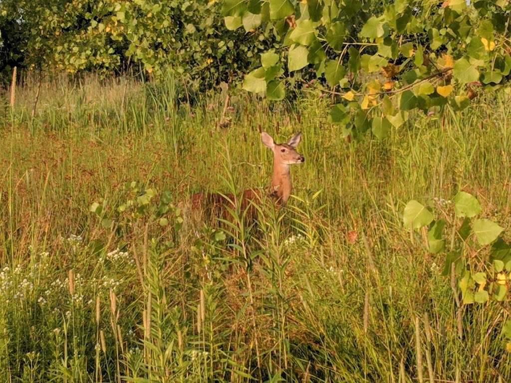 Cove Island Wildlife Sanctuary | 1125 Cove Rd, Stamford, CT 06902, USA | Phone: (203) 977-4140