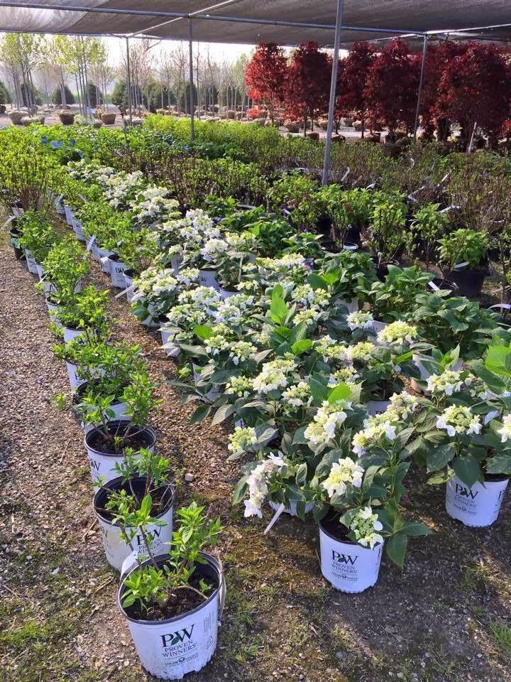 Perricone Garden Center & Nursery | 31600 Fisher Rd, Volo, IL 60051, USA | Phone: (815) 344-8678