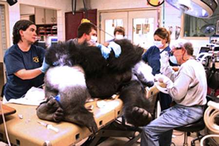 Exotic Animal Dentistry | 12705 W Wilbur Dr, New Berlin, WI 53151, USA | Phone: (414) 828-0304