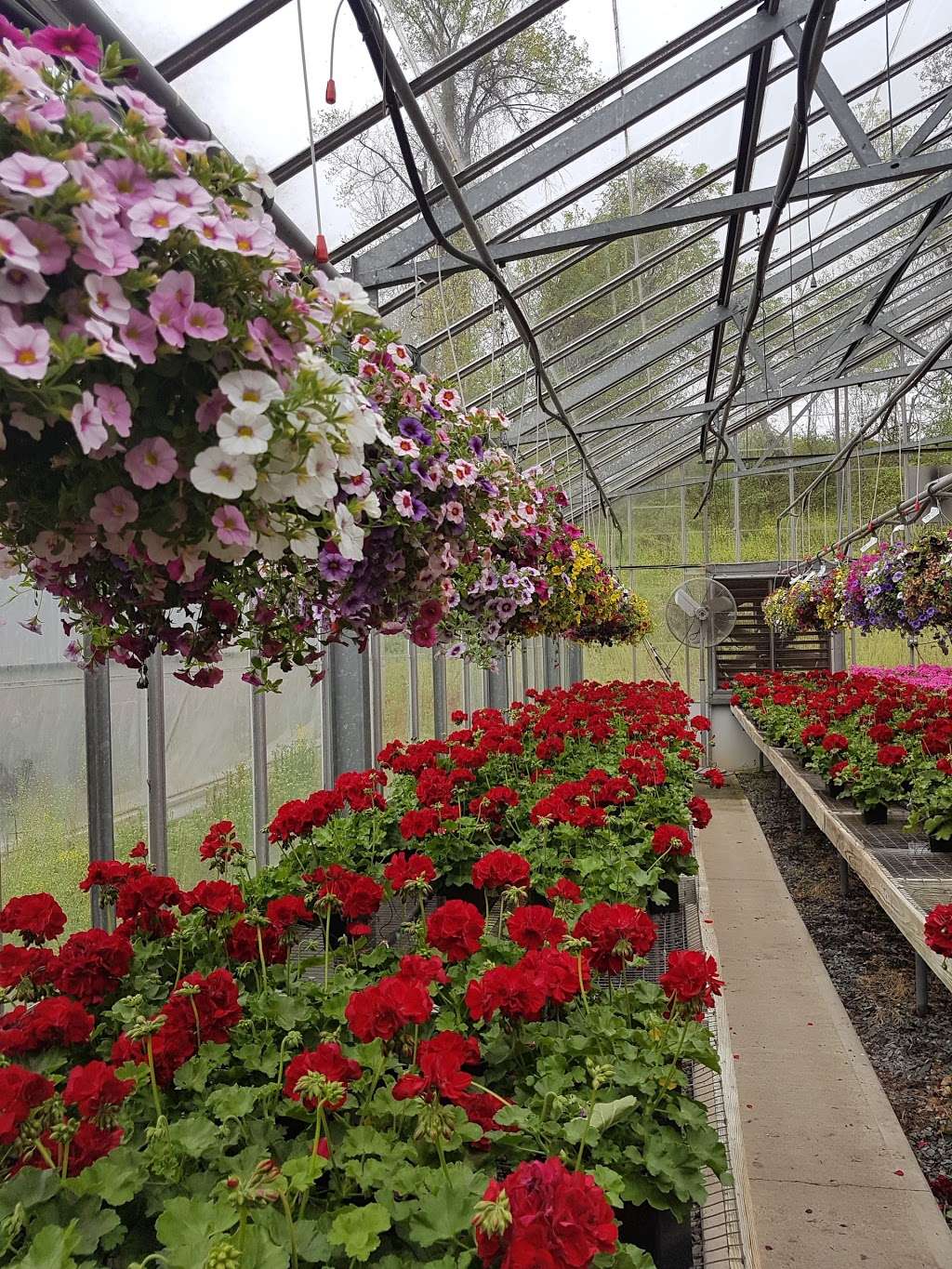 Griers Nursery & Greenhouses | 3229B Grier Nursery Rd, Forest Hill, MD 21050, USA | Phone: (410) 893-2319