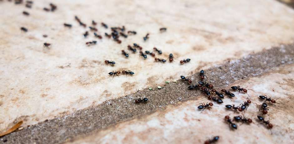 Any Season Termite & Pest Control LLC | 11114 Sageyork Dr, Houston, TX 77089, USA | Phone: (281) 484-6740