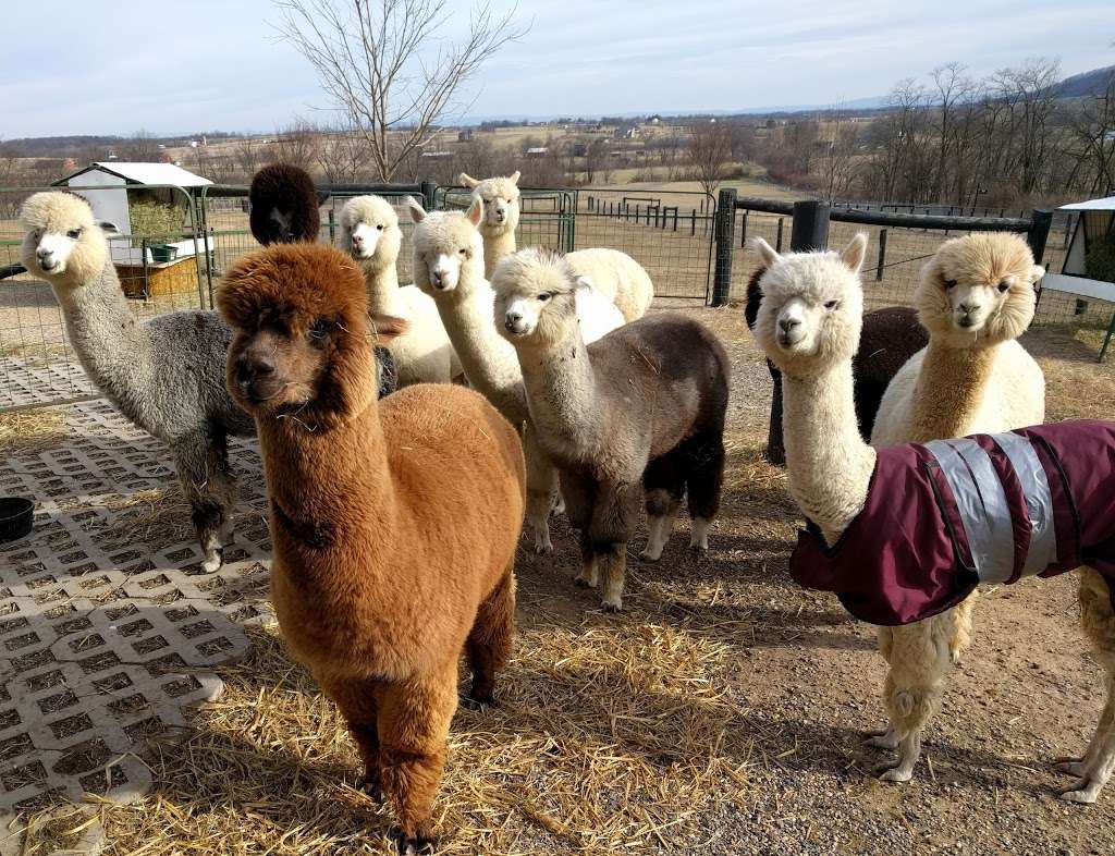 Long Acres Alpaca Farm | 9703 Blue Spring Rd, Mercersburg, PA 17236, USA | Phone: (717) 491-0036