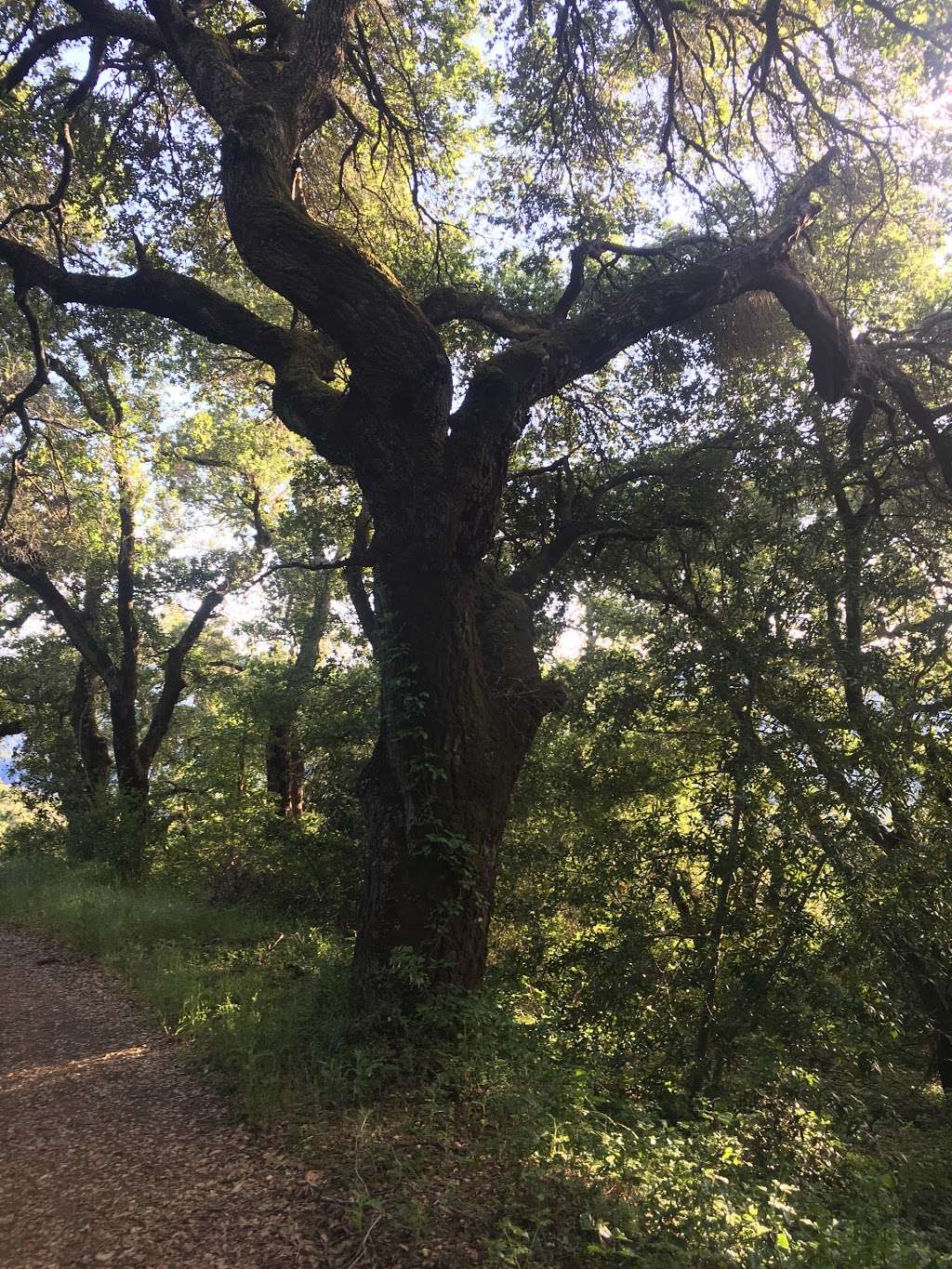 Priest Rock Trail trailhead, Los Gatos CA | Alma Bridge Rd & Priest Rock Trail, Los Gatos, CA 95033, USA