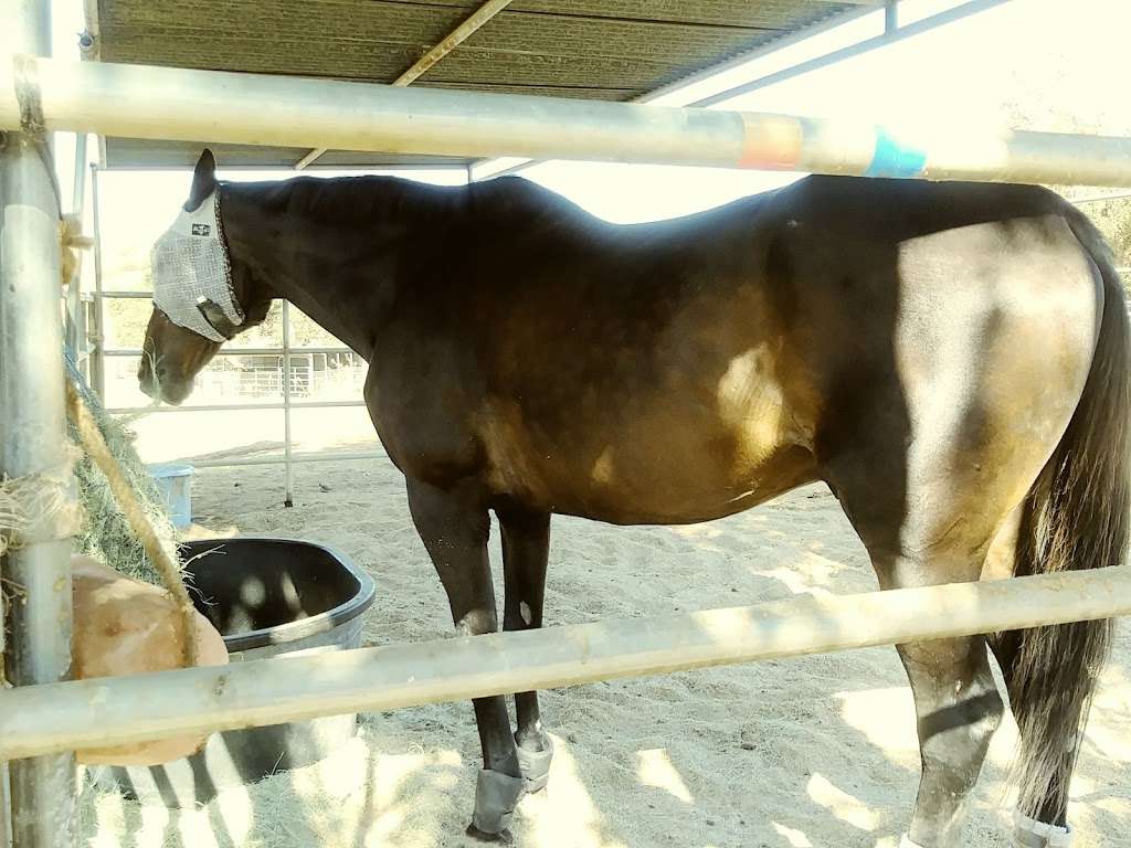 Ride Above Disability Therapeutic Riding Center | 15529 Sycamore Canyon Rd, Poway, CA 92064, USA | Phone: (858) 209-5662