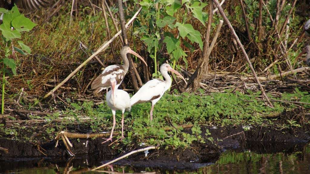 Airboat Rides Melbourne/Palm Bay | Three Forks Conservation Area 4010, W Malabar Rd, West Melbourne, FL 32904, USA | Phone: (321) 288-3997