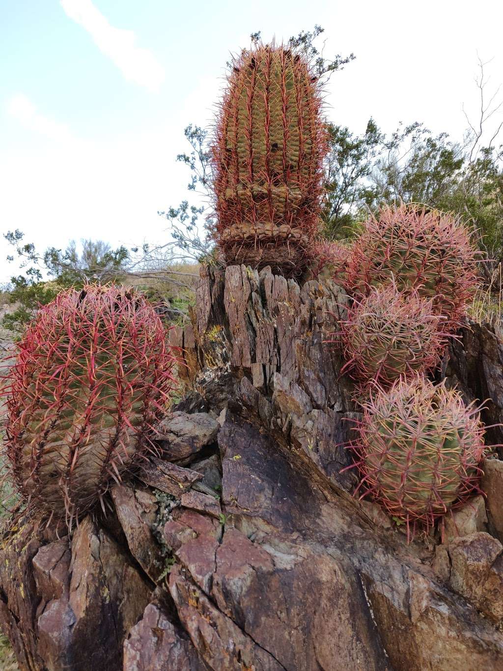 McDowell Sonoran Preserve | 18333 N Thompson Peak Pkwy, Scottsdale, AZ 85260 | Phone: (480) 998-7971