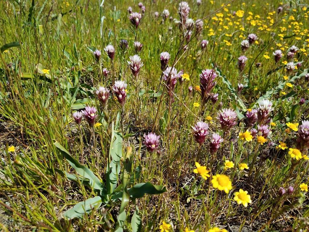 Coyote Ridge Open Space Preserve | 9611 Malech Rd, Morgan Hill, CA 95037, USA