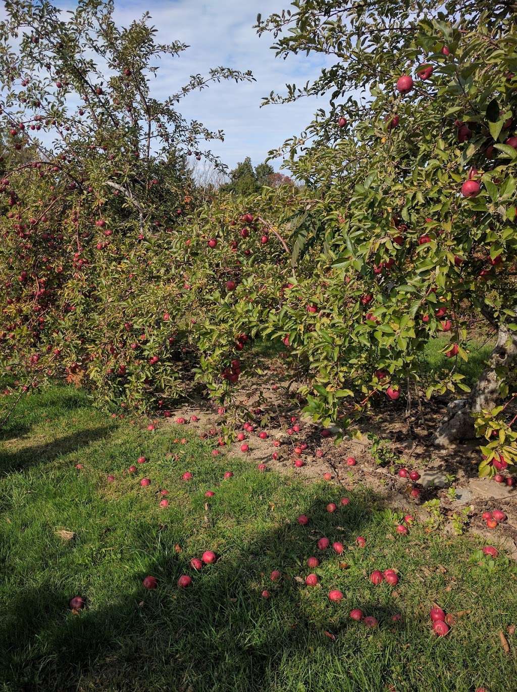 Nagog Hill Orchard | 140 Nashoba Rd, Littleton, MA 01460, USA