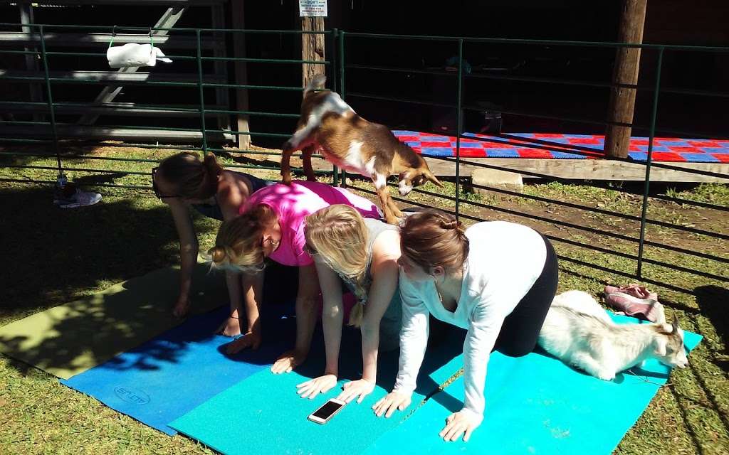 Goat Yoga Texas | 18541 Mueschke Rd, Cypress, TX 77433, USA | Phone: (281) 732-7833