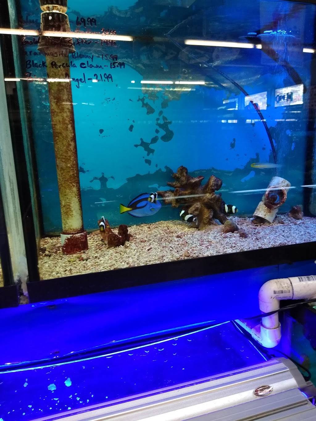 Superway Aquarium | 177 Tennyson Rd, Hayward, CA 94544, USA | Phone: (510) 782-2011