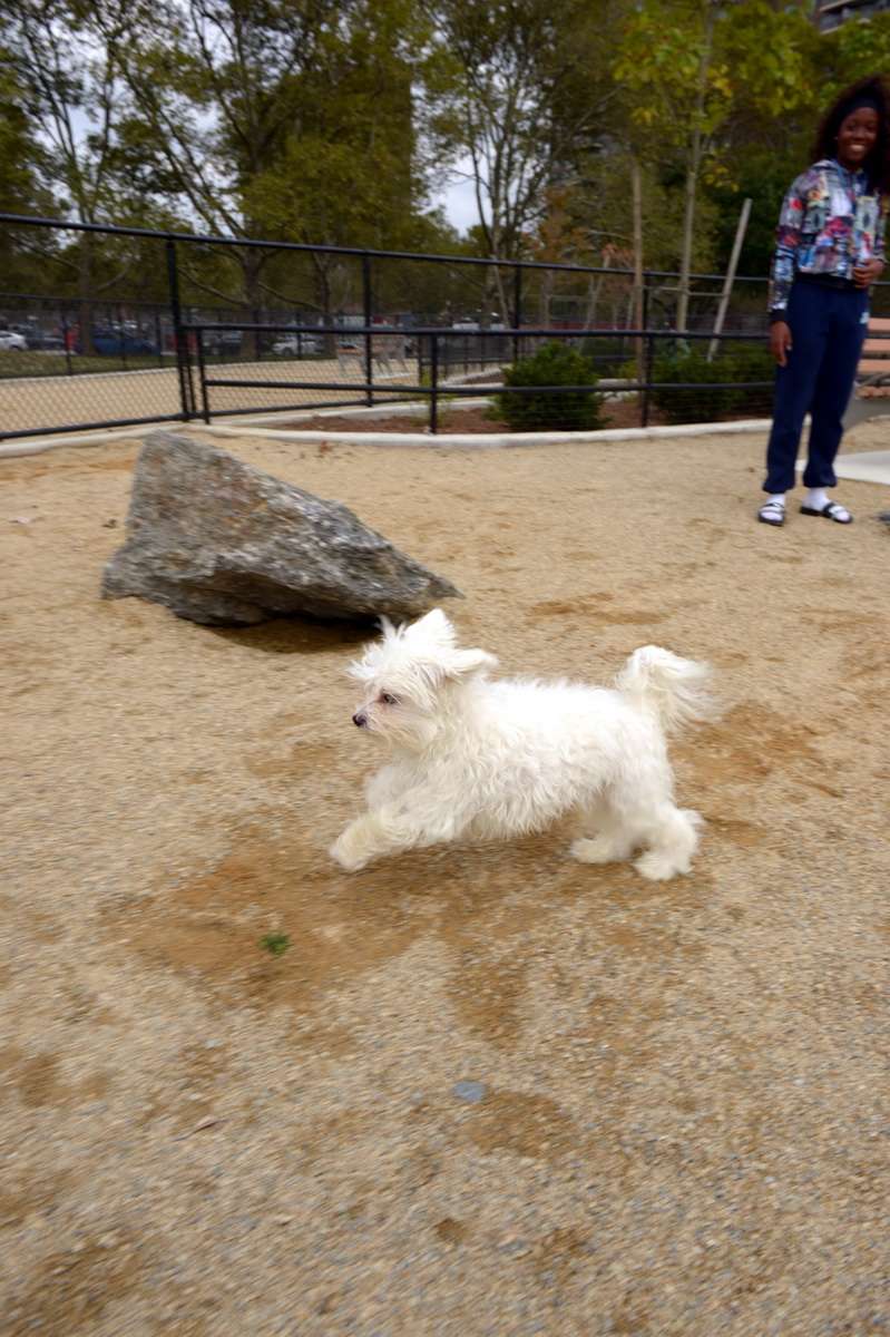 Soundview Park Dog Run | Soundview Park Lafayette Ave &, Boynton Ave, Bronx, NY 10473, USA | Phone: (212) 639-9675