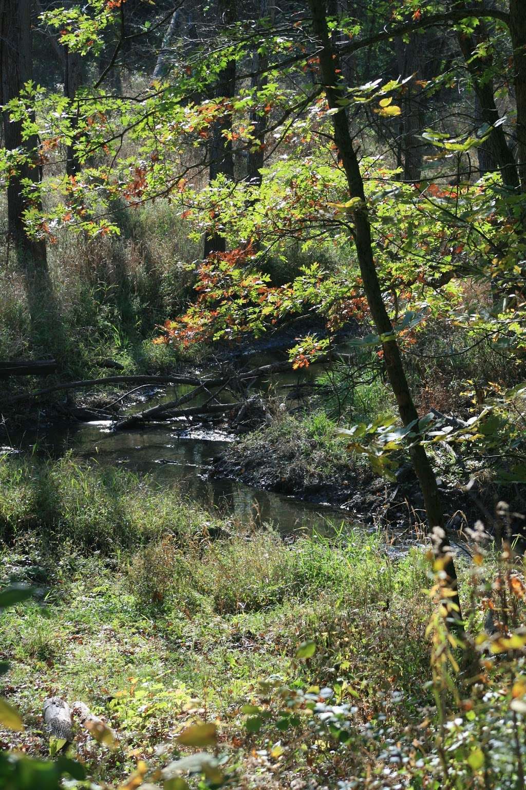 Jurgensen Woods Nature Preserve | 183rd St, Lansing, IL 60438, USA | Phone: (800) 370-3666