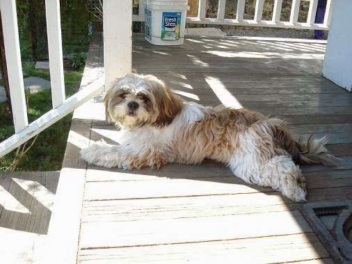 Veterinary Care Center of Goldens Bridge | 15 Anderson Ln, Goldens Bridge, NY 10526, USA | Phone: (914) 232-8800