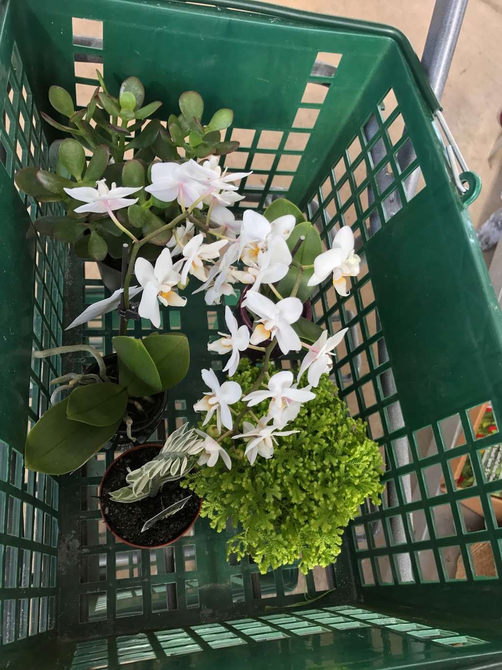 Pesches Greenhouse, Floral Shop & Gift Barn | 4080 WI-50, Lake Geneva, WI 53147, USA | Phone: (262) 245-6125