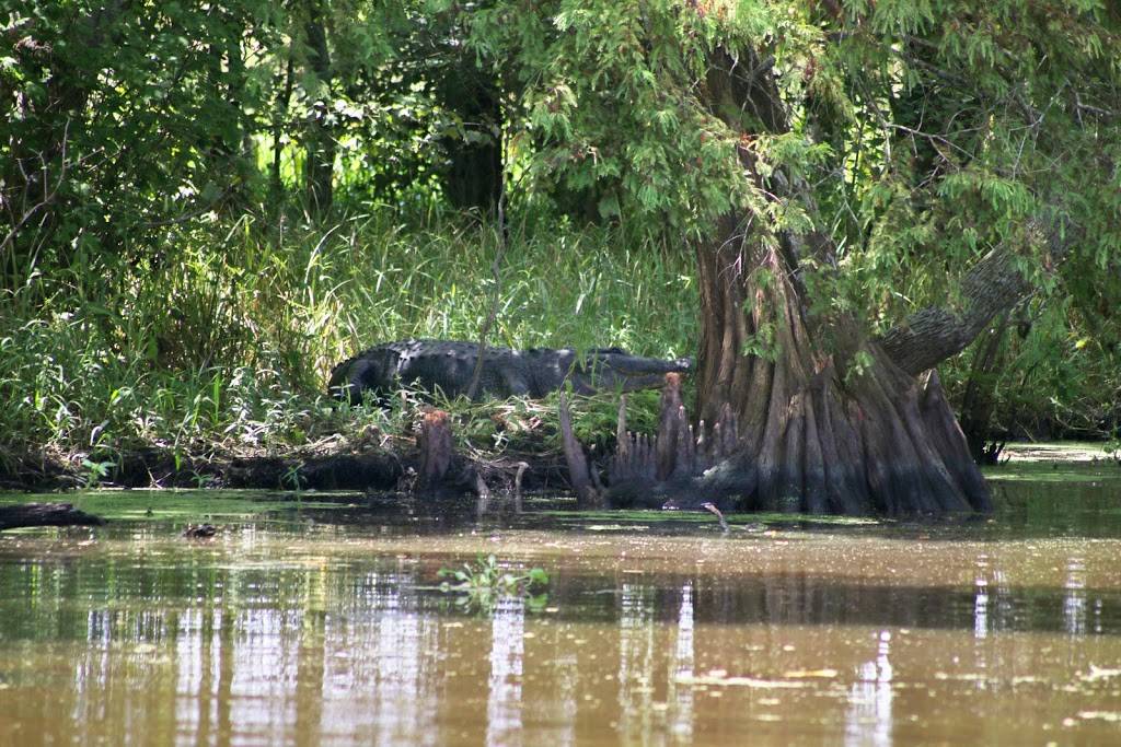 Ultimate Swamp Adventures | 450 Laroussini St, Westwego, LA 70094, USA | Phone: (504) 566-1290