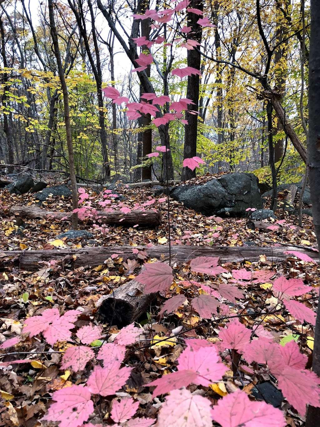 Ringing Rocks County Park | Upper Black Eddy, PA 18972, USA | Phone: (215) 757-0571