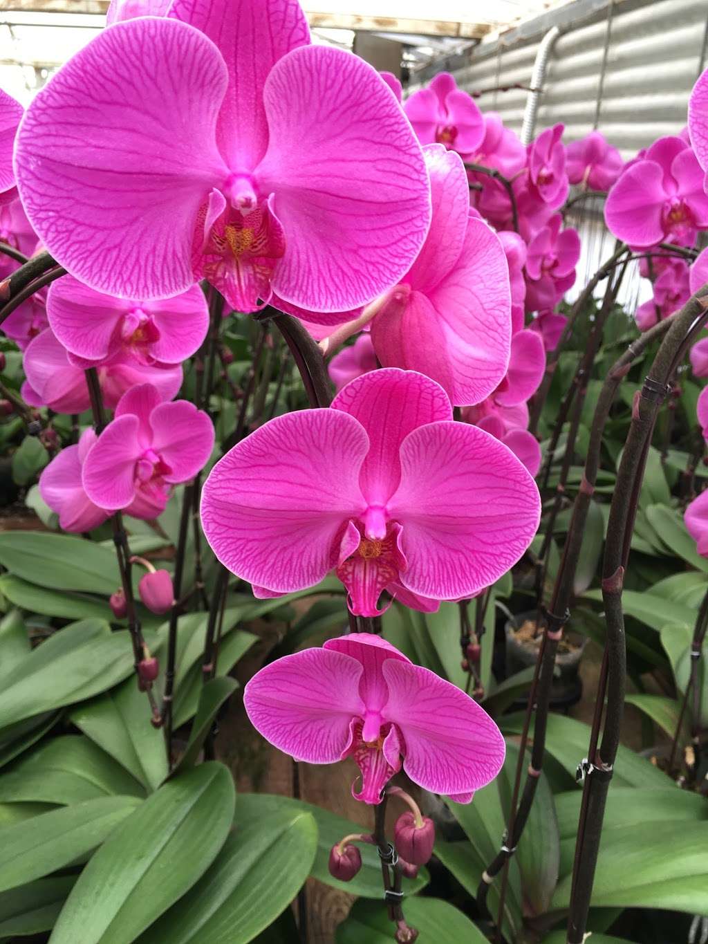 South Coast Orchids | 805 Mar Vista Dr, Vista, CA 92081, USA | Phone: (760) 940-8000