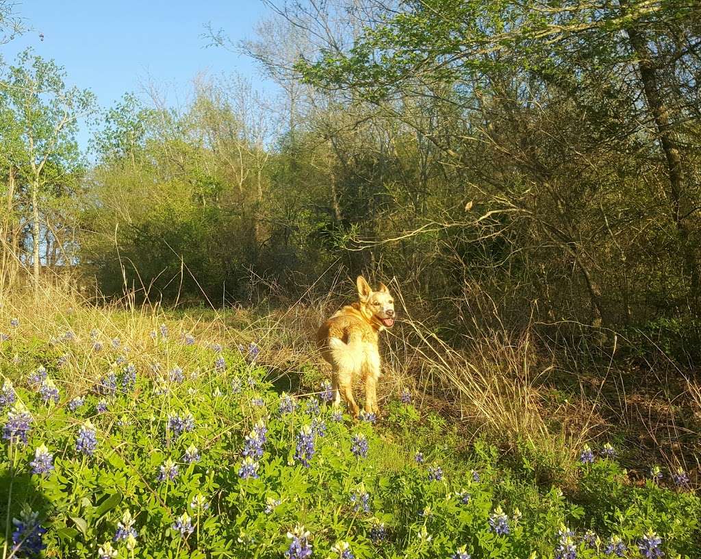 McCommas Bluff Preserve | Fairport Road, Dallas, TX 75217, USA | Phone: (214) 671-0234