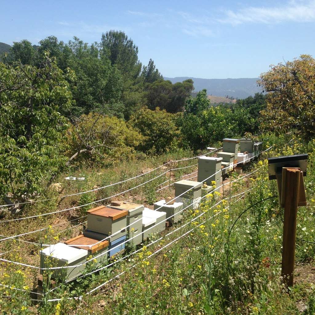 Mission Beekeeping | 779 N Ventura Ave, Oak View, CA 93022 | Phone: (805) 636-4426