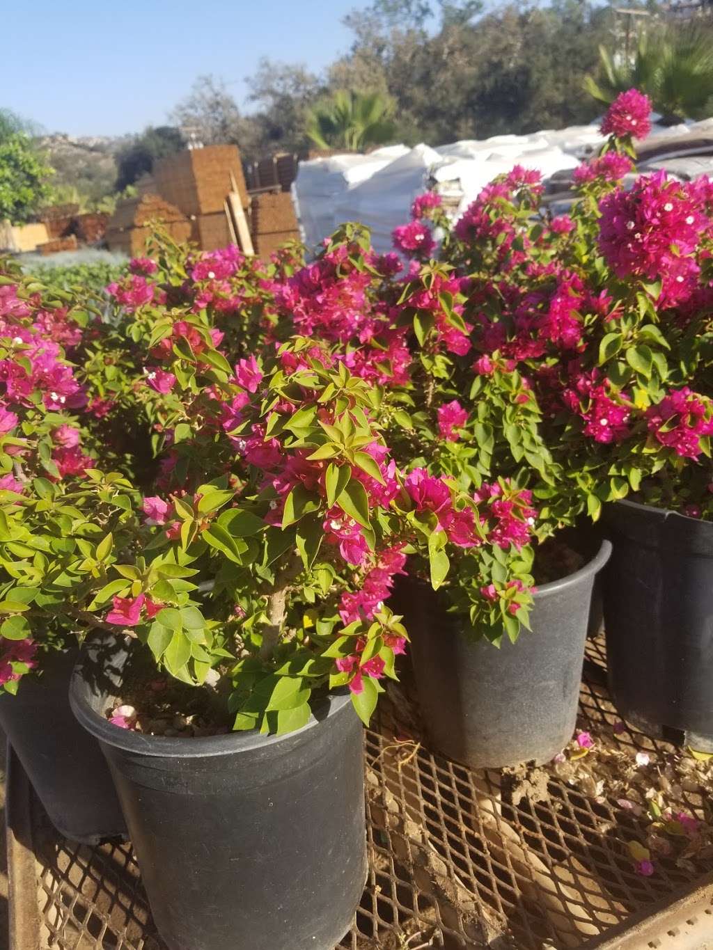 Moon Valley Nurseries Farm | 1210 Rainbow Hills Rd, Fallbrook, CA 92028 | Phone: (714) 594-5257