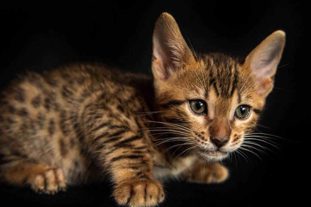 Lucky 1st Bengal Kittens | 52 Rhodes Cir, Hingham, MA 02043, USA | Phone: (781) 749-3790