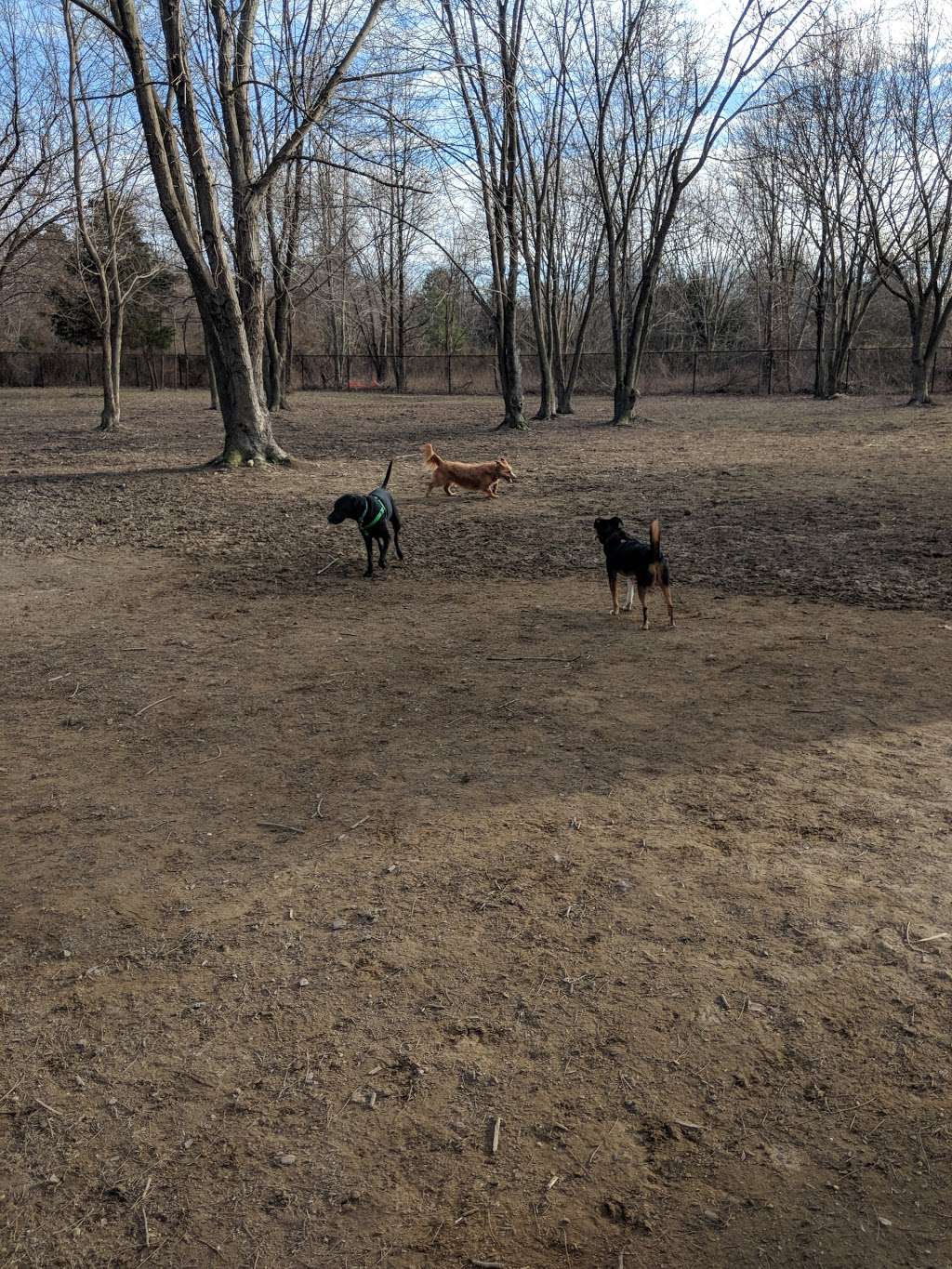 Island Dog Park | 306 Church St, Stevensville, MD 21666, USA | Phone: (410) 758-0835