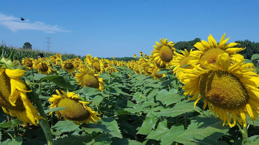 Draper Wildlife Management Area | 1080 Brattonsville Rd, McConnells, SC 29726